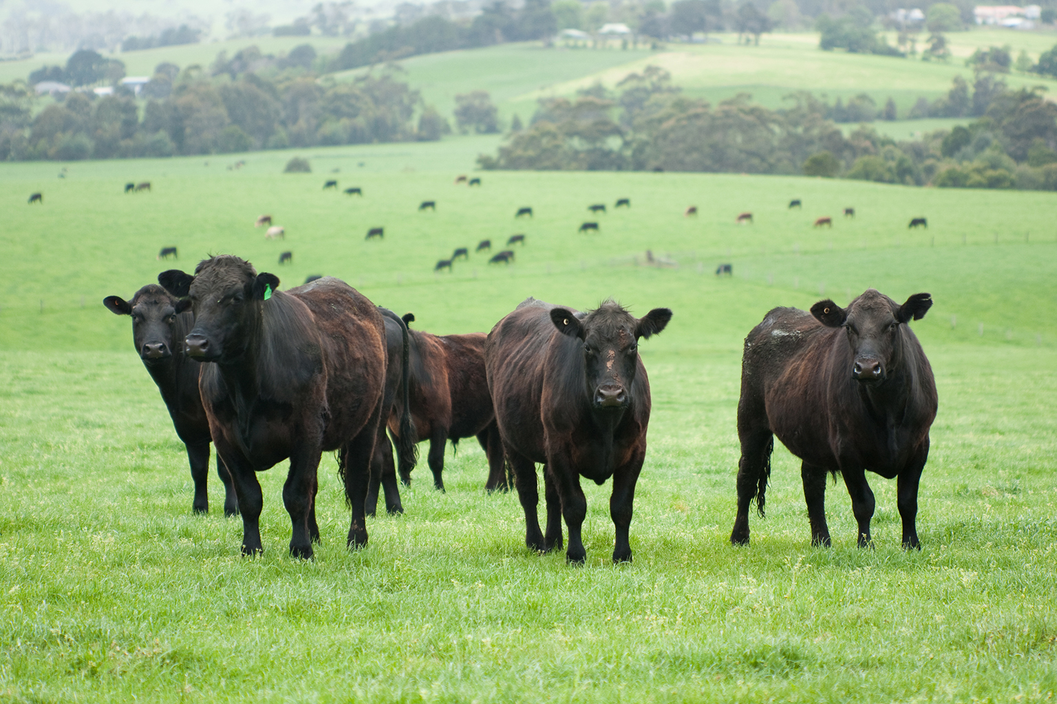 Group of farm cattle with cattle and fields background